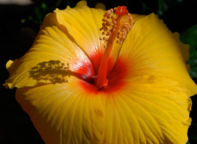 Golden hibiscus
